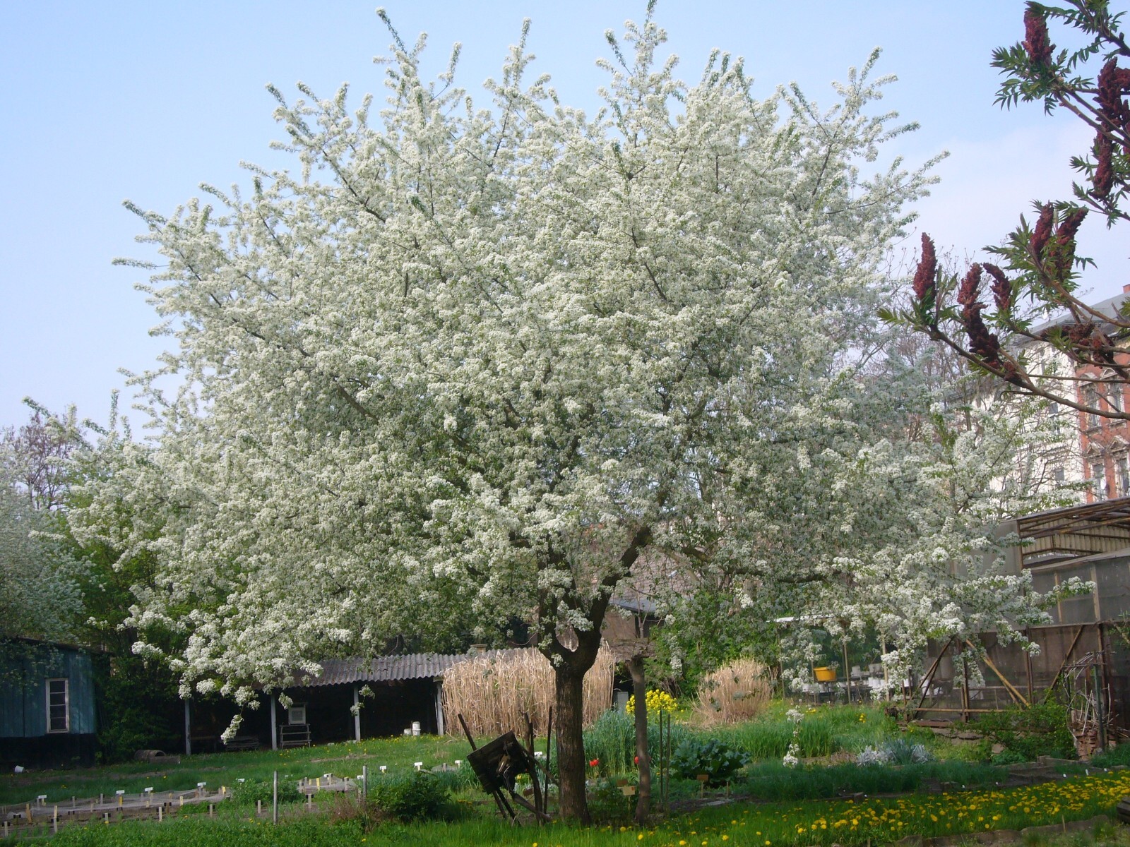 Arabian Cherry | Premium Seeds | Prunus mahaleb ‘Fruit’ | Plants’®