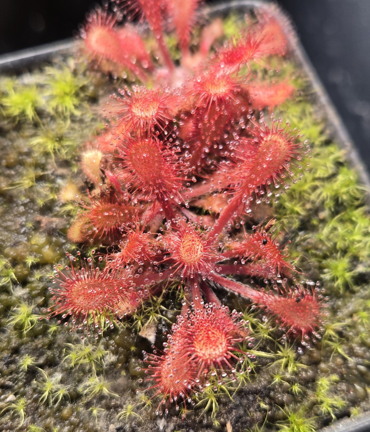 Drosera Collinsiae ‘Faryland, South Africa’ 30+ Fresh Seeds (2025)