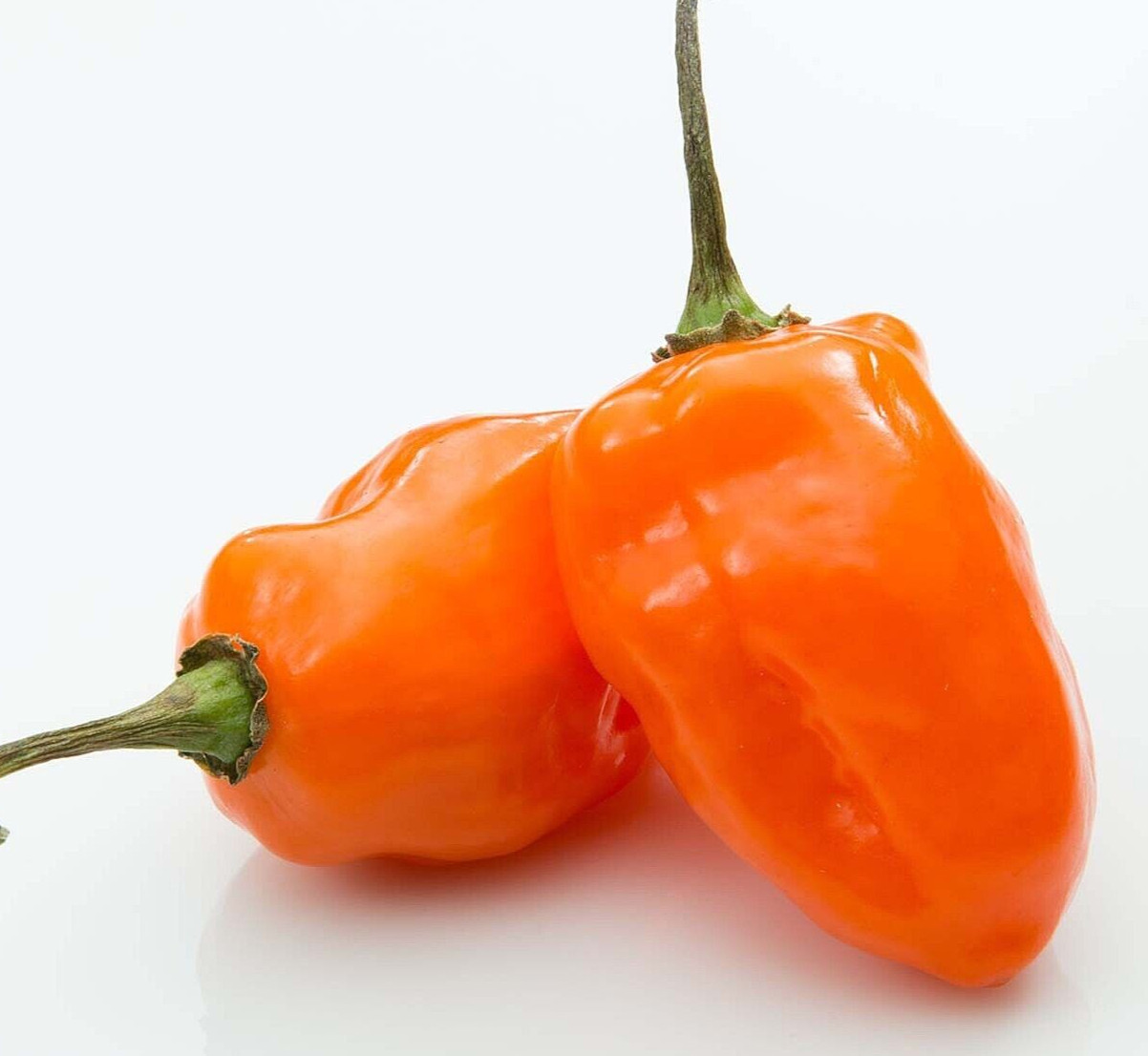 25 Fresh Hot Orange Habanero Premium Pepper Seeds-B 20