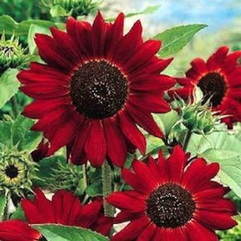 50 Velvet Queen Sunflower Seeds. Organic. USA Seeds. Ships free