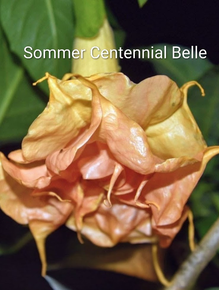 Brugmansia Bundle Angel Trumpets (Fred Sommers)