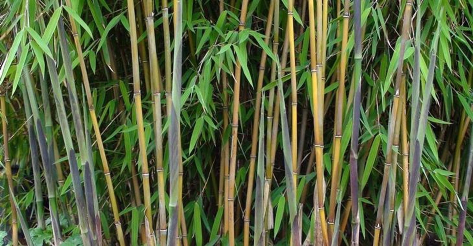 100 Great Wall Bamboo Seeds Perennial Ornamental Seed Privacy US SELLER