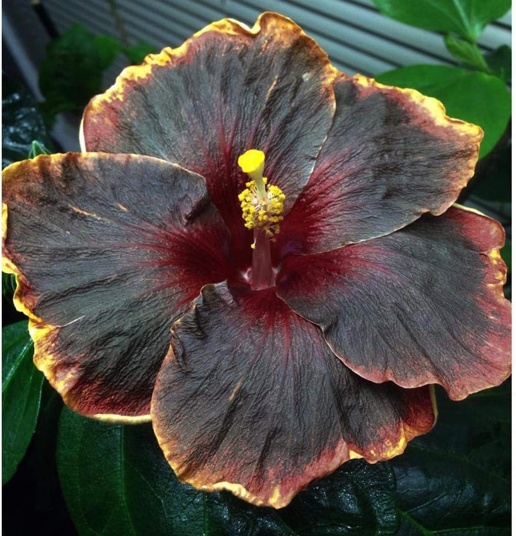 20PCS Rare Black Pink Purple Hibiscus Seeds”Black Rainbow” Giant Flower Tropical