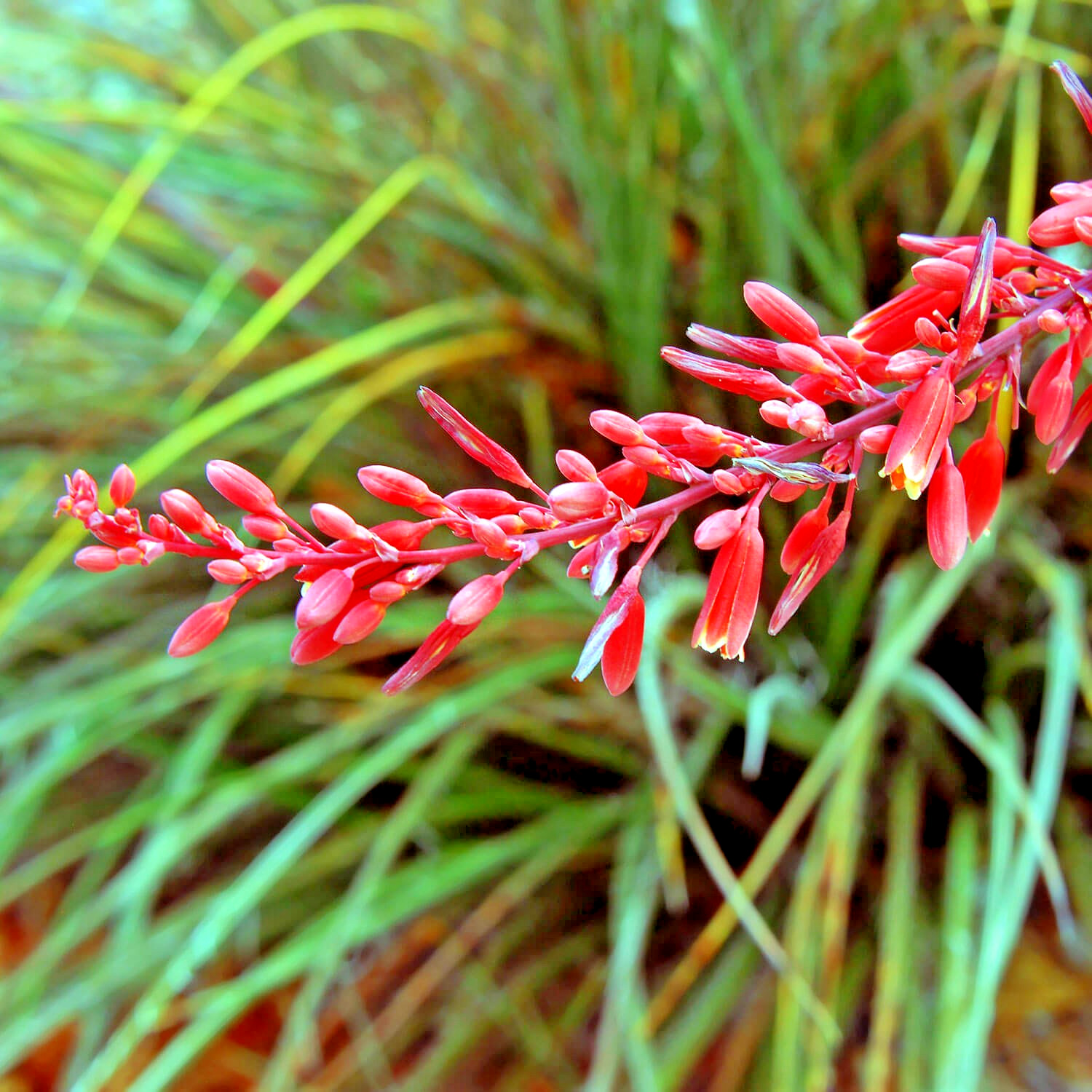 25 RED YUCCA SEEDS – Hesperaloe parviflora