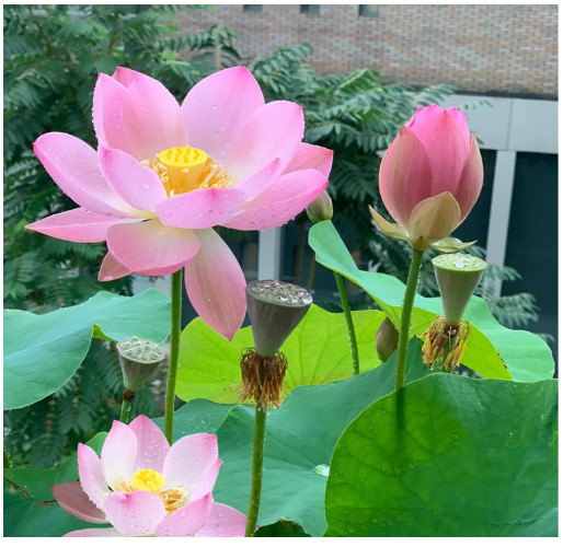 Jardinpatio 160Pcs Bowl Lotus Seeds Mixed for Planting Water Features Bonsai Lot