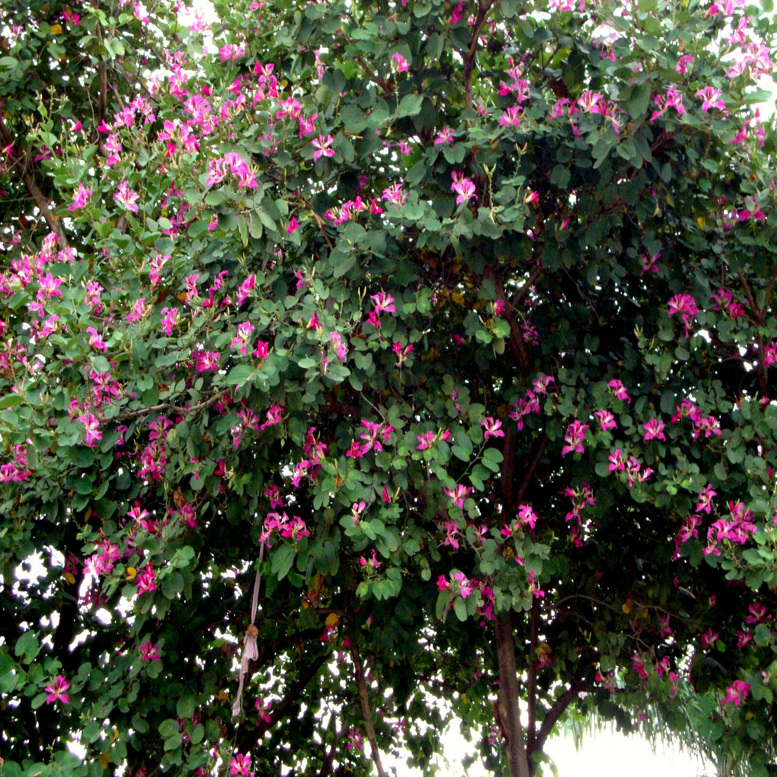 Pink Orchid Tree Seeds (Bauhinia monandra) Tropical Butterfly Flower Plant RARE!