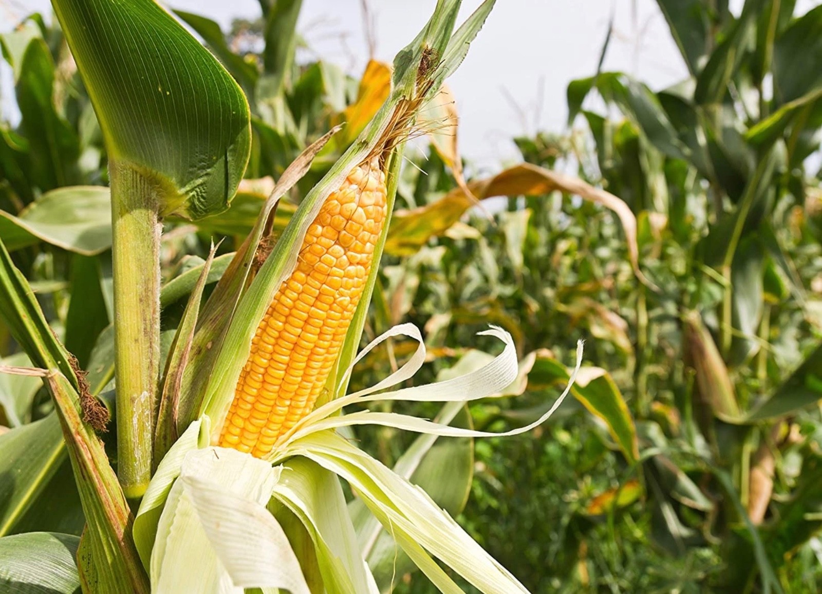 Early Sunglow Sweet Corn – 25 Fresh Seeds – Hybrid, Non-GMO Untreated