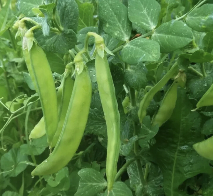 20 Sugar Ann Snap Pea Seeds, Early and Compact, Heirloom, NON-GMO, FREE SHIPPING