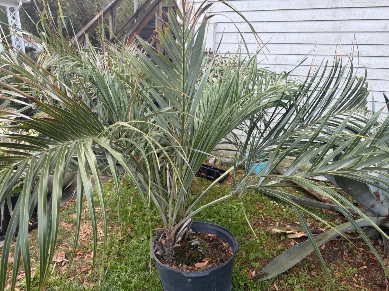 ALLAGOPTERA ARENARIA THE SEASHORE PALM A VERY COLD HARDY PALM Louisiana Grown