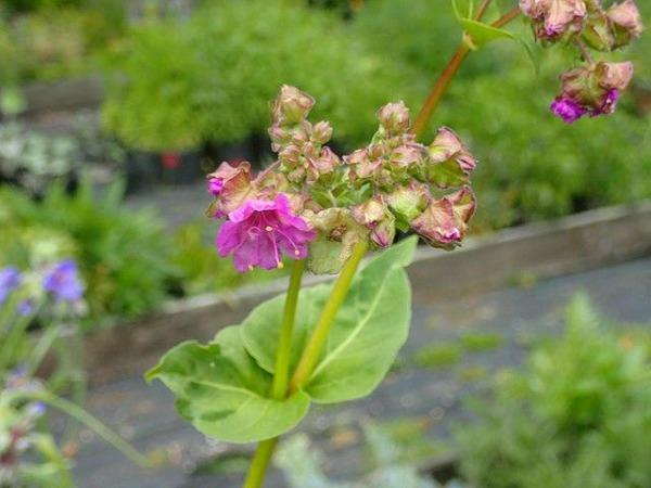 Mirabilis nyctaginea | Heartleaf Four o’Clock | Nightblooming Four o’Clock | 10