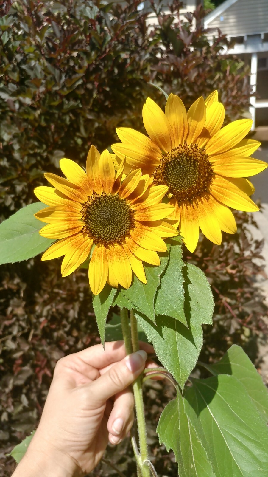 25+ Sunflower Seed 6-10′ Tall Branching Yellow Constant Bloom Organic Untreated