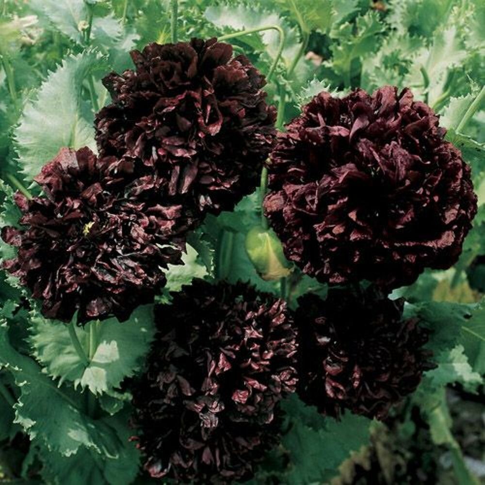 Peony Poppy Double Purple/Black – 100 Heirloom Seeds -Gothic – Paeoniflorum