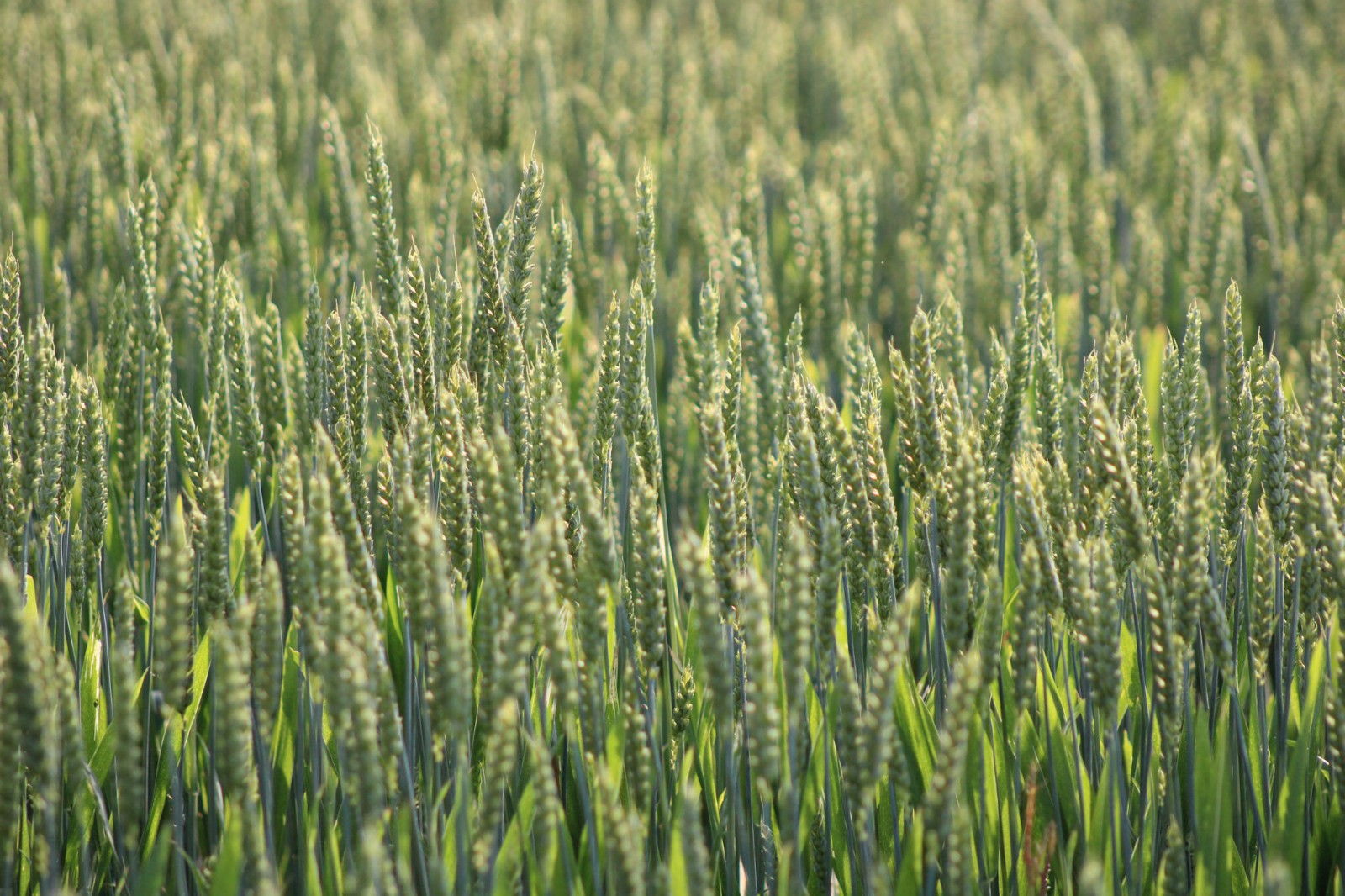 100 Historical Sirvinta Wheat Seeds! Heirloom -Healthy-Get Back to Natural Seed