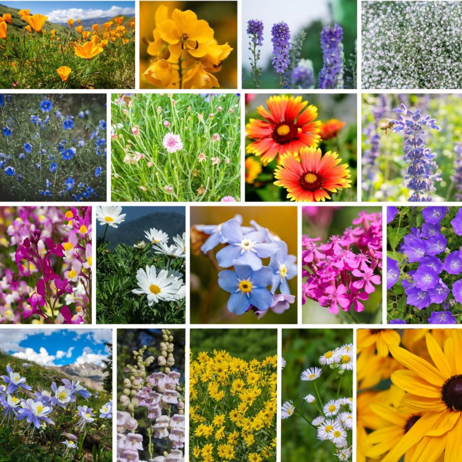 Wildflower Seed Mix – 1 lb Pouch with 22 Varieties for Vibrant Gardens