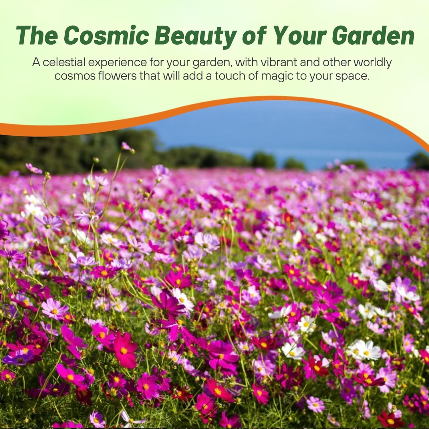5 LBS Cosmos Seeds Mix AAS Winner | Bippanatus Garden Flower Seed Mix