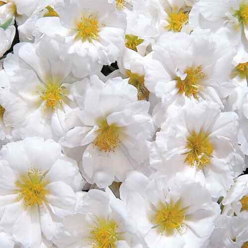 250 Seeds Drought Tolerant White Portulaca Moss Rose Ground Cover Plant &