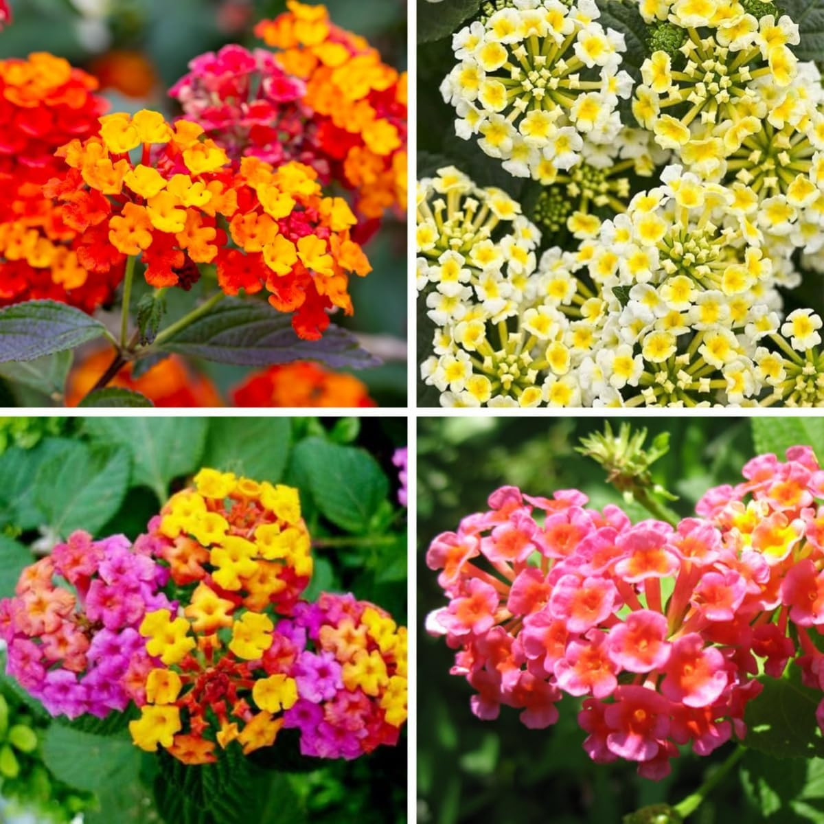 280+ Lantana Camara Mixed Colors Seeds, Non-Gmo, Fragrant Perennial Flower