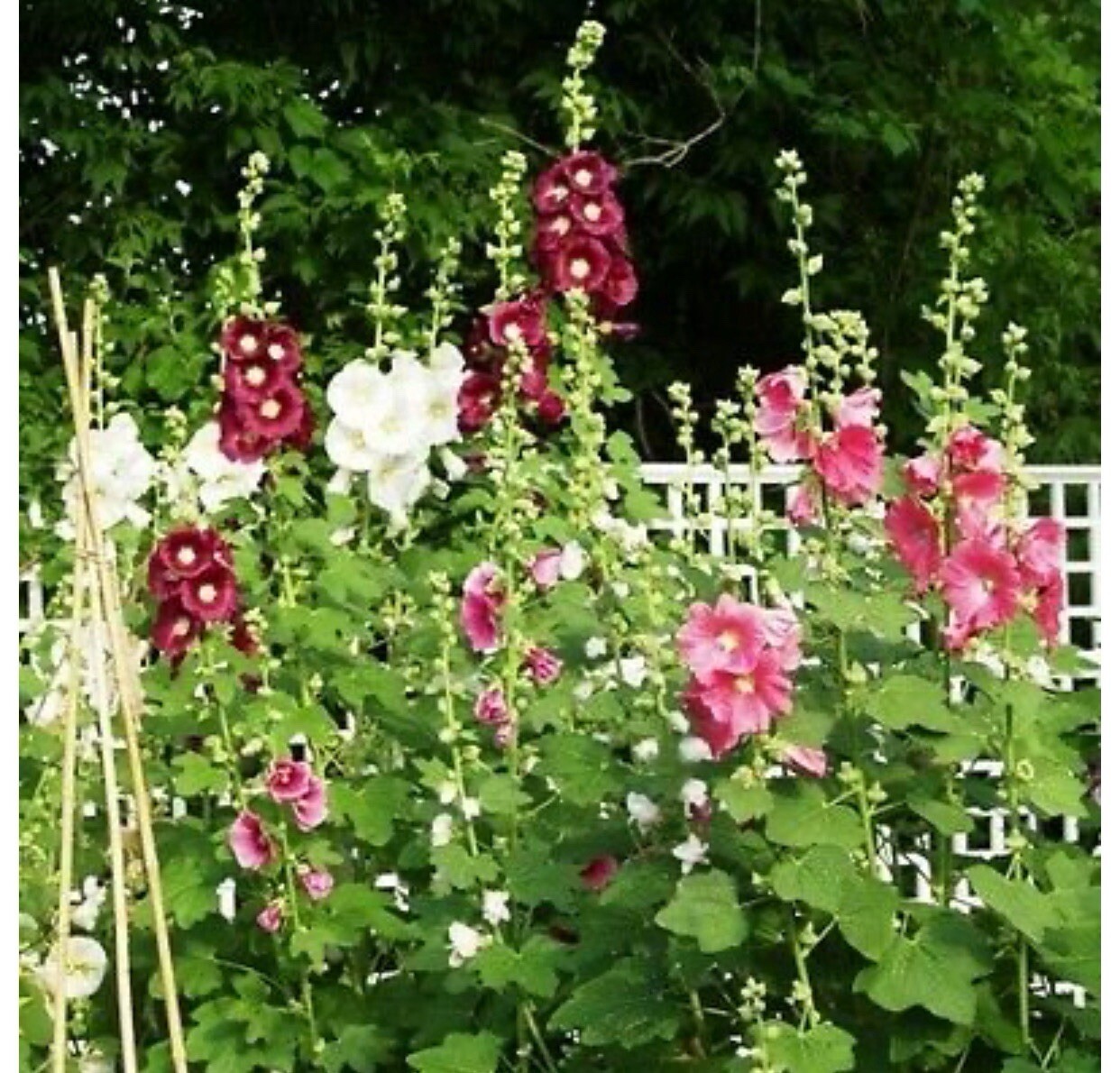 Flowers SEEDS Purple Hyacinth Bean, Teddy Bear and Red Sunflower, Ind Hollyhock