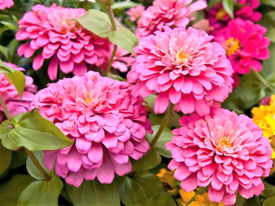 Rose Zinnia Seeds | Non GMO Pollinator Giant Hot Pink Flower Coral Seed for 2024