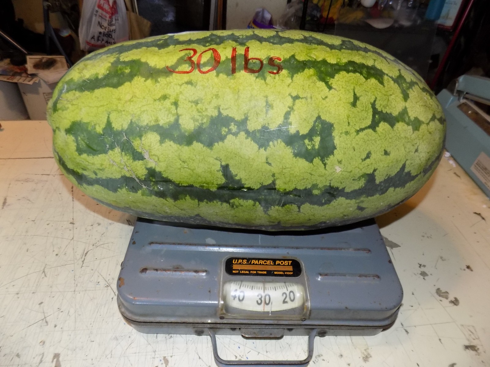 Iowa Grown Organic Striped Watermelon Seeds, NON-GMO, Gumbo Soil Pure 20-35 LBS