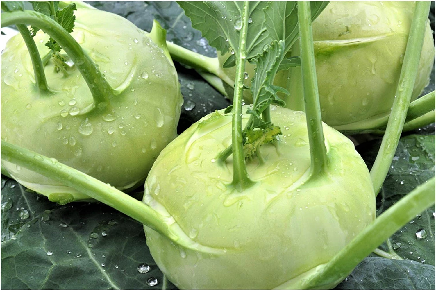 White Vienna Kohlrabi Seeds 30+ SHIPS FREE!