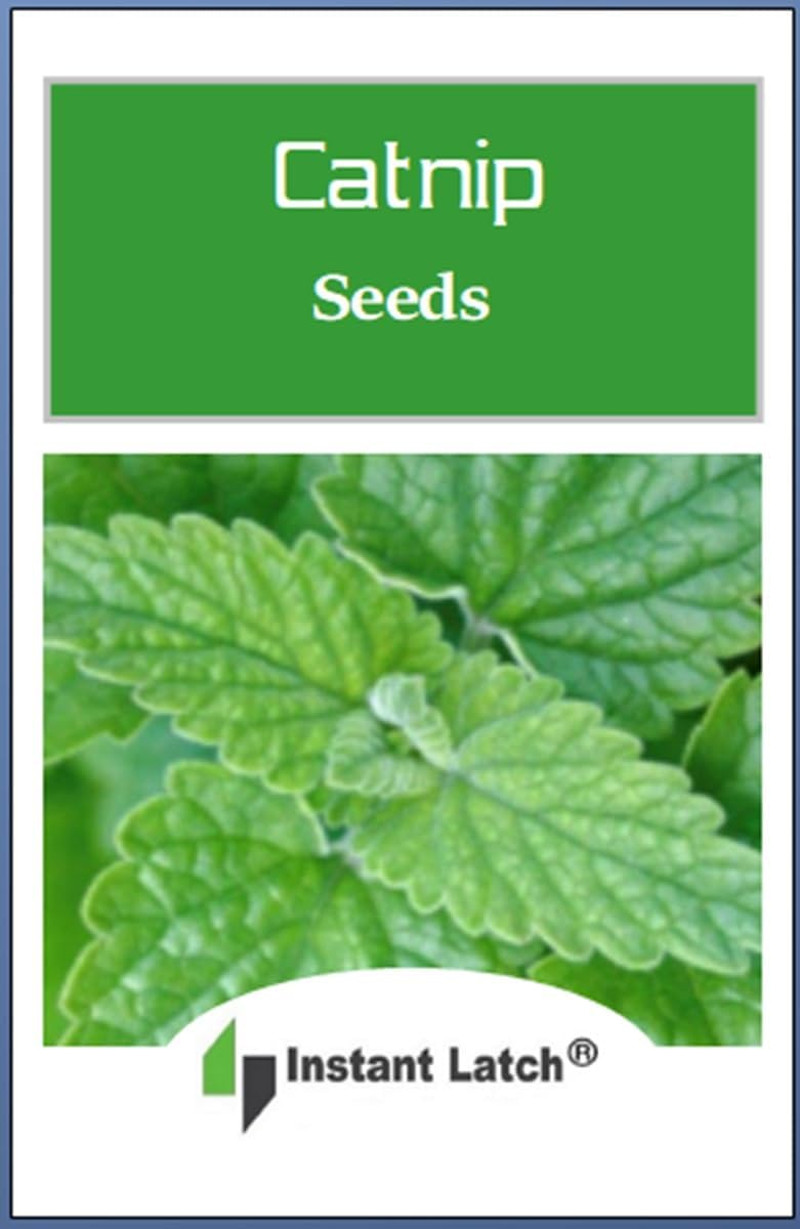 3000 Catnip Seeds for Planting Non GMO Catnip Seeds Fresh Cat Nip Herb Perrenial