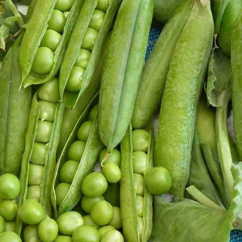 Pea Seeds, Little Marvel Pea Seeds,”COOL BEANS N SPROUTS” Brand. Heirloom. Non-G