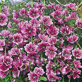 Malva sylvestris Braveheart 250 seeds
