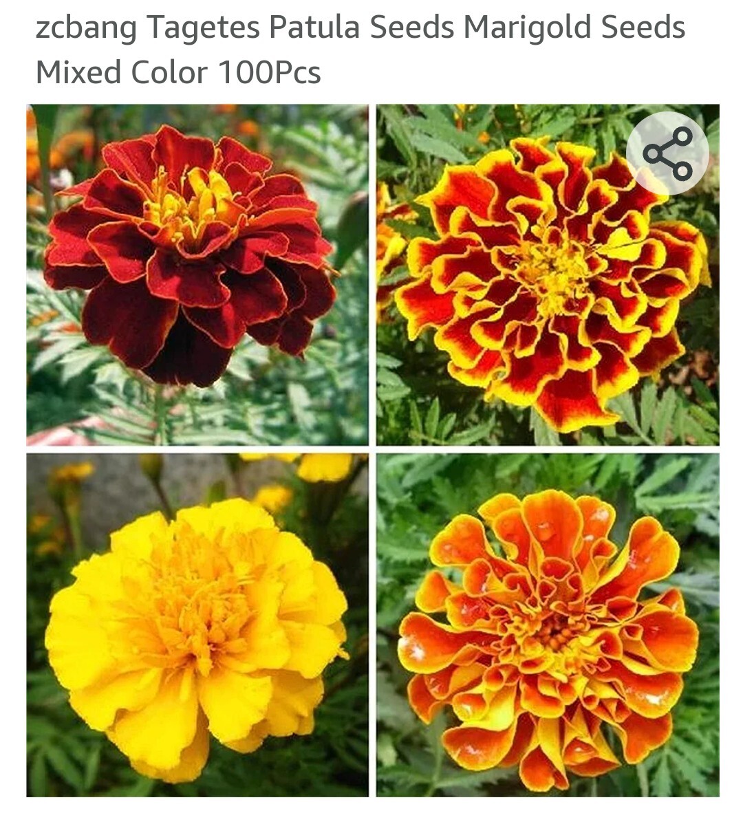 French Marigold Mix Flower Seeds, 100 Seeds, Tagetes Patula, Seed,Free Shipping