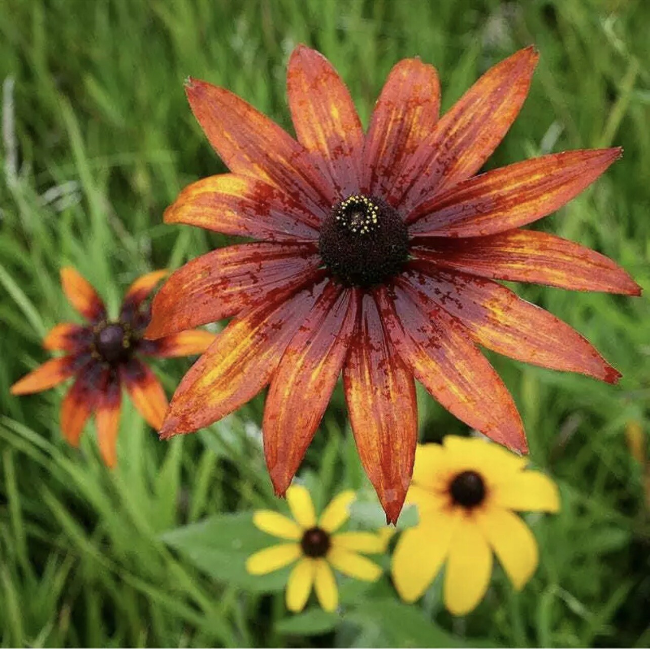 ALL PERENNIAL Mix 15 Species Flowers Butterflies Bees HEIRLOOM Non-GMO 500 Seeds