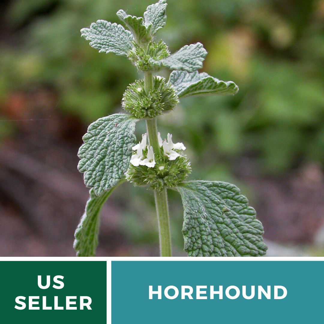 Horehound (Marrubium Vulgare) – Non-GMO – Medicinal – 100+ seeds
