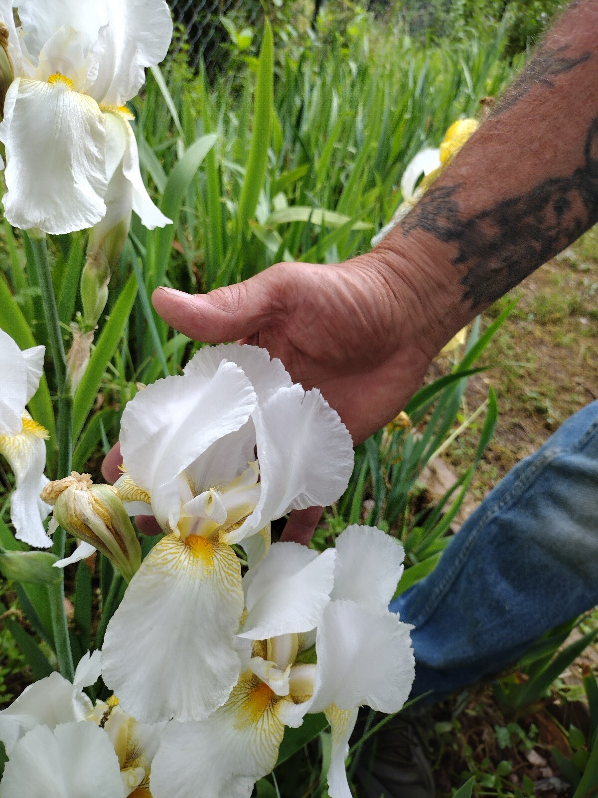 50x Fresh Bearded Iris Rhizomes Mixed Varieties