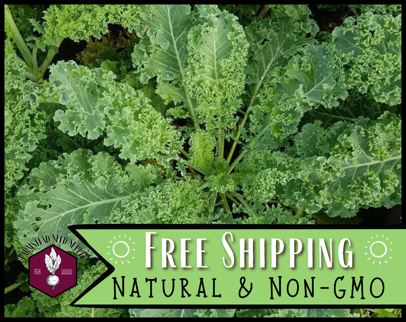 2,500+ Kale Seeds [Vates Blue Scotch] Vegetable Gardening, Heirloom, Non-GMO