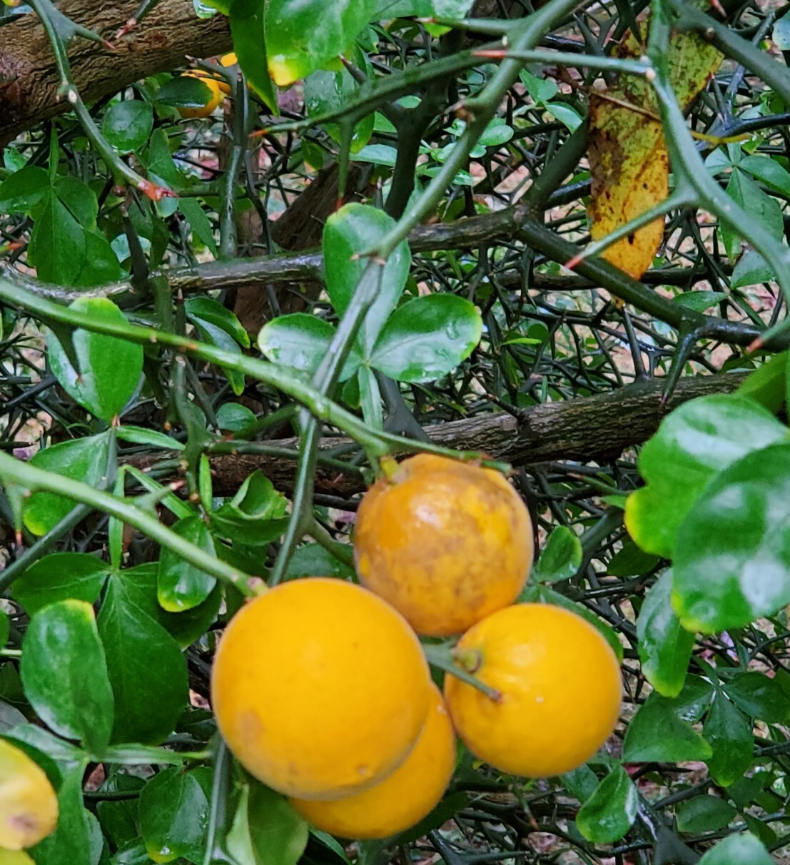 Poncirus Trifoliata HARDY ORANGE Contorted Flying Dragon 250+ SEEDS 2023 HARVEST
