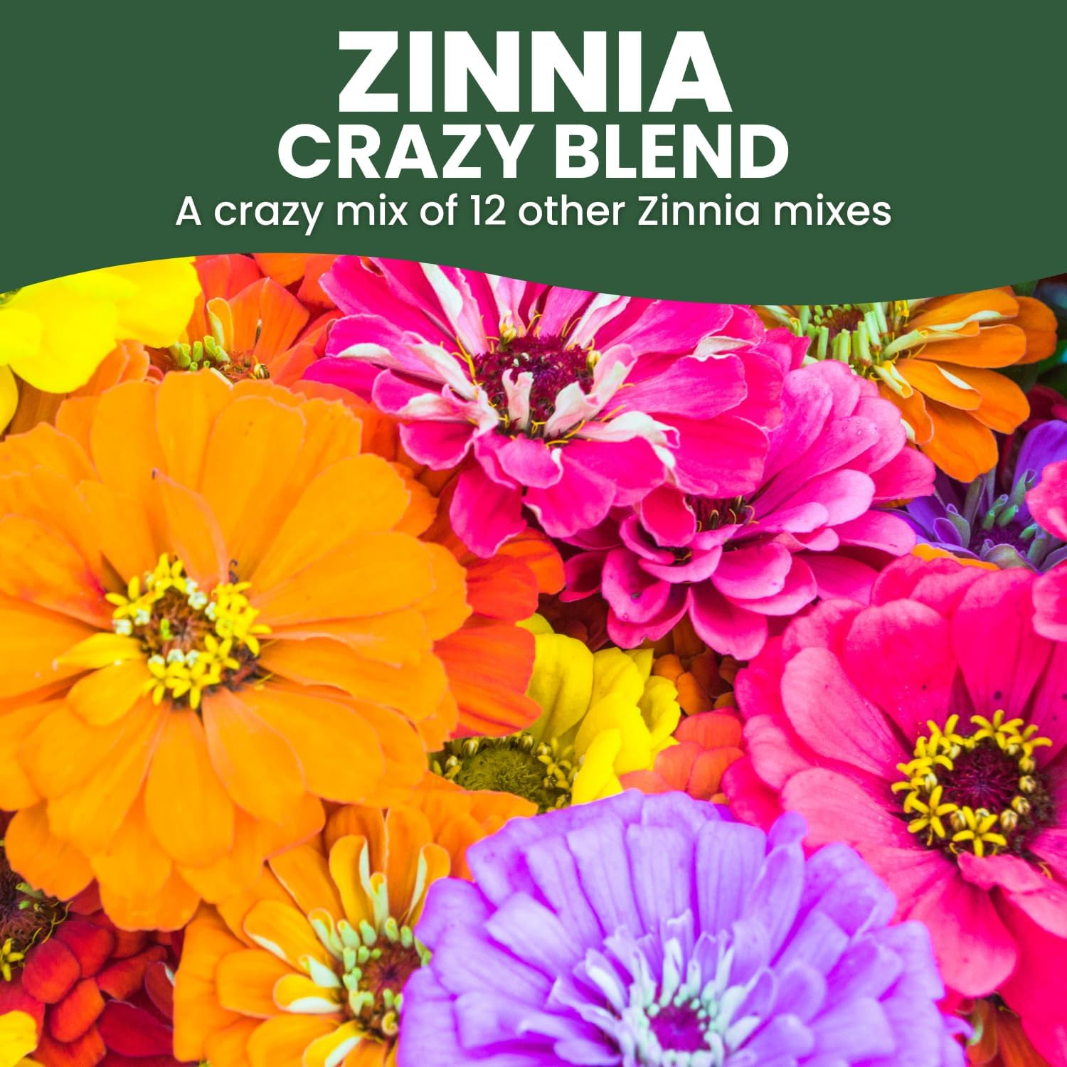 Zinnia Crazy Blend – 4,000 Seeds for Planting – 1 Ounce Pouch