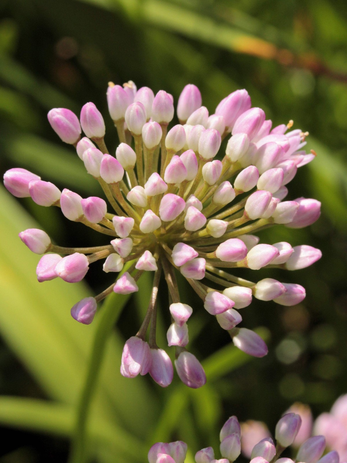 100 PRAIRIE ALLIUM Stellatum Prairie Onion Pink Flower Seeds *Combined Shipping