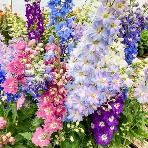16000+ Delphinium Seeds Perennial – 2 Pack Mixed Color Larkspur Seeds for