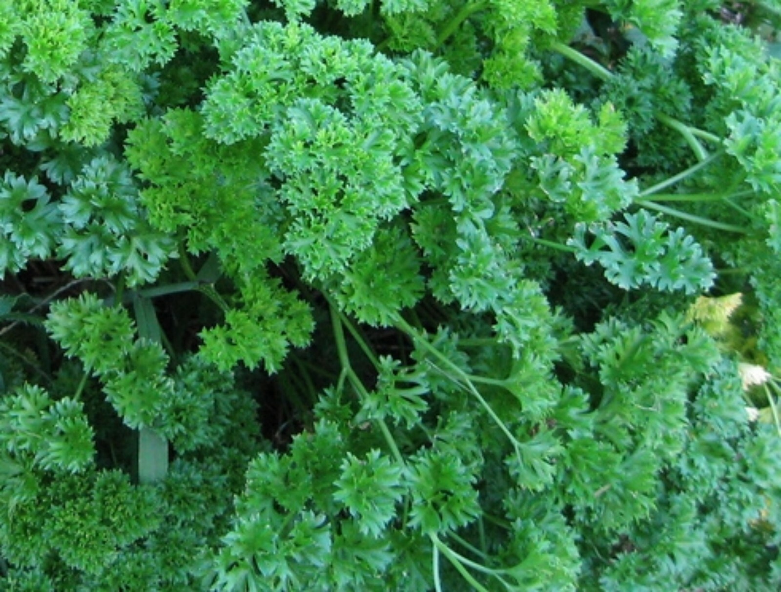 Parsley Seeds- Moss Green Curled- 1,000+ 2021 Seeds Green, Curled, Parsley