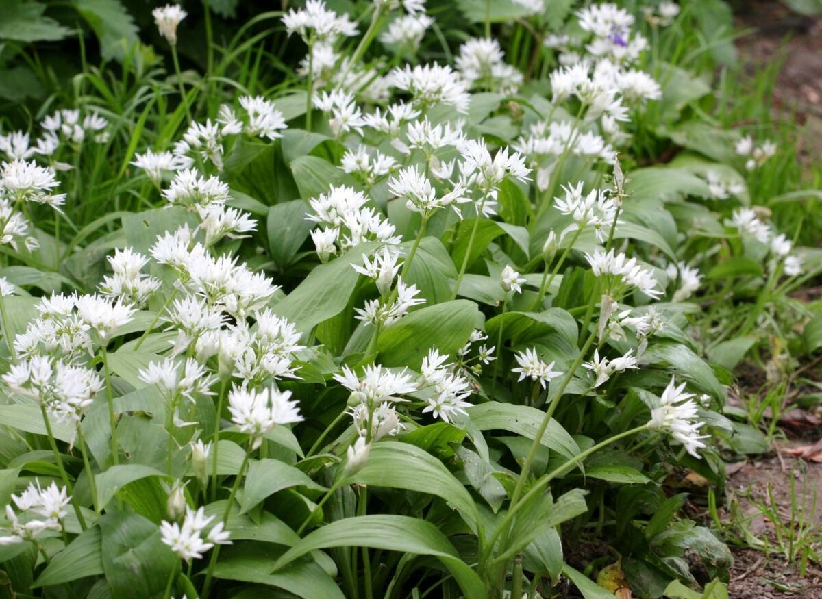 100+ ORGANIC Seeds of Ramsons Broad-Leaved Wild Garlic — NON-GMO from US SELLER