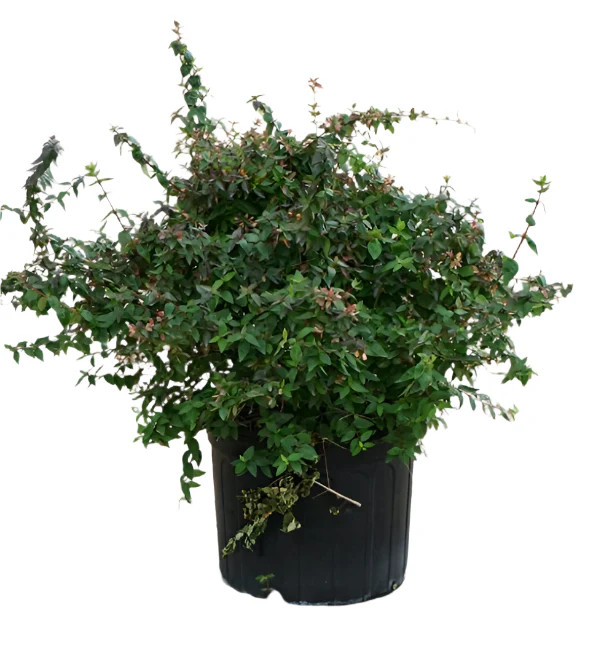 Abelia Grandiflora Edward Goucher 5 Gallon Glossy Abelia Live Plant Gr7Mr7