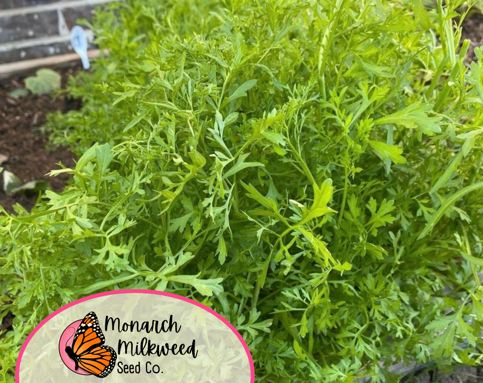 1500+ Curled Cress Seeds | Heirloom, Non-GMO, Vegetable & Herb Garden Seeds, USA