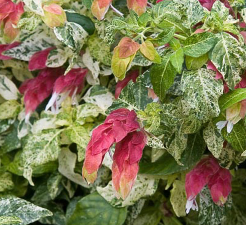 Set 2 Variegated Shrimp Plant – 3-6″ Tall – Tropical Flowering Plant for Contain