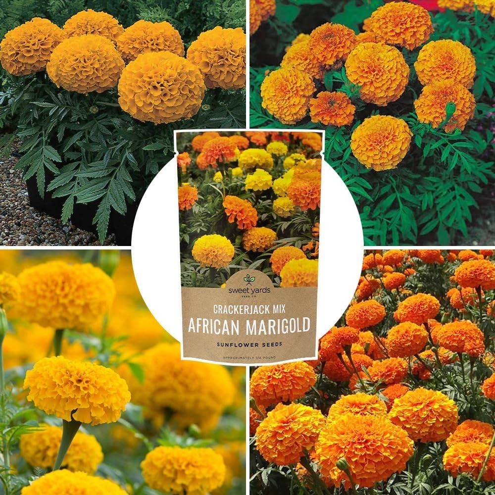 Stunning African Marigold Seeds – 1/4 lb Bag, 40,000 Seeds for Easy Gardening