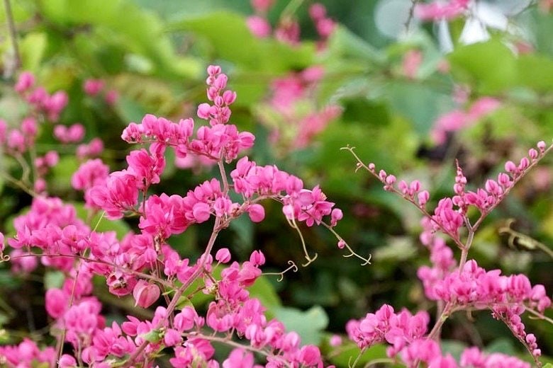 Rare Pink Coral Vine Chain of Love Seeds ~ Antigonon Leptopus ~ Heart Shaped