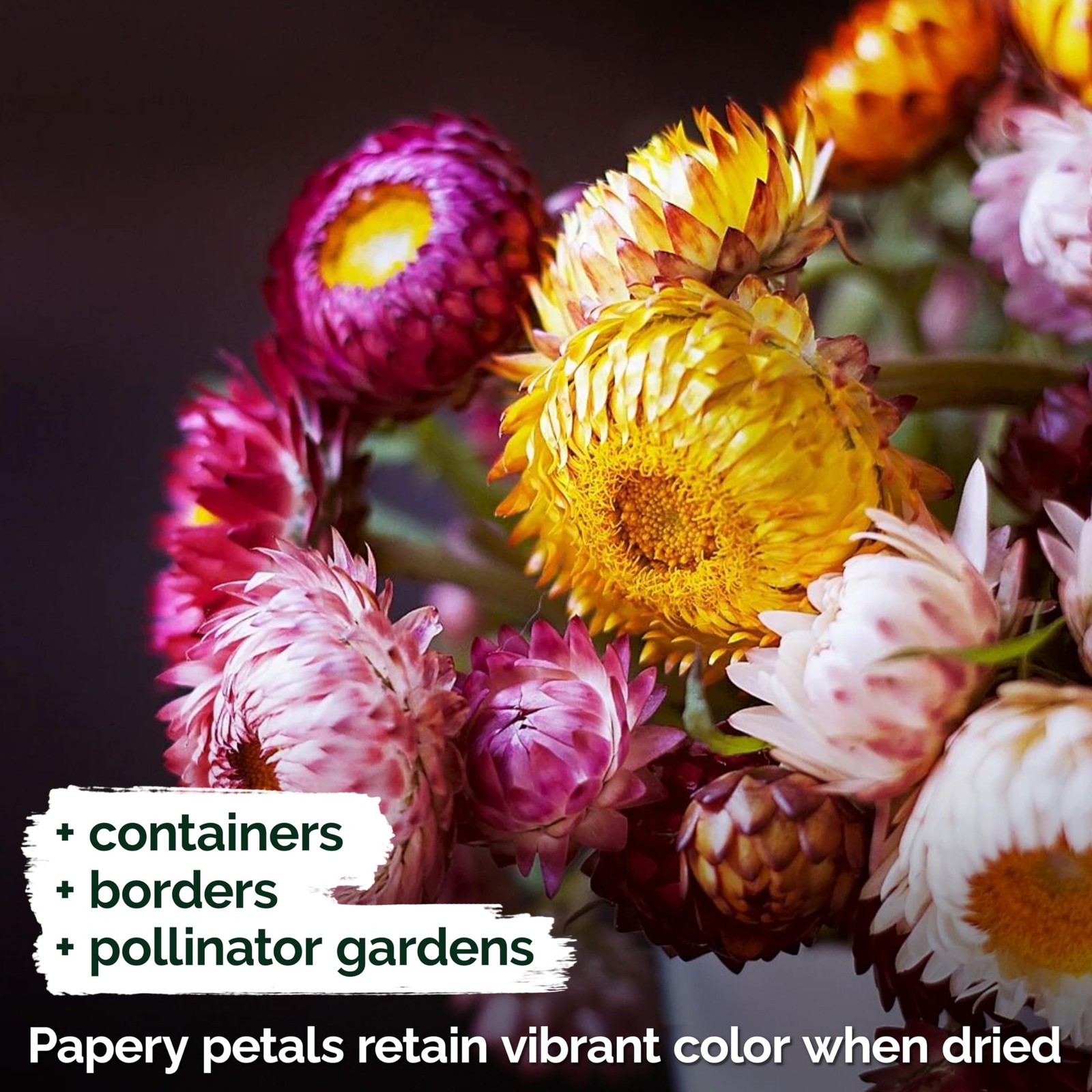 KVITER 3,000 Tall Mix Strawflower Seeds (Helichrysum Bracteatum), 2 Pack
