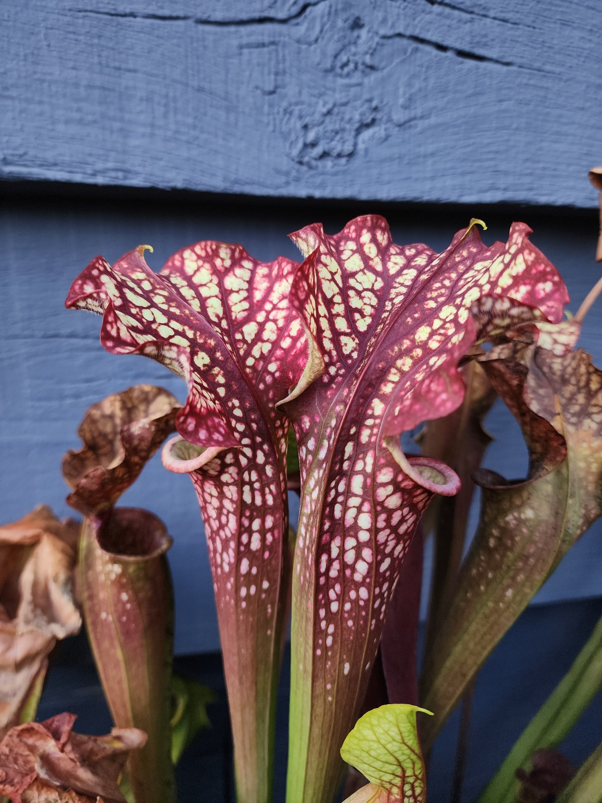2025 SARRACENIA SEEDS: FAT ORNATE PURPUREA X DRAGON QUEEN [CP SEED]