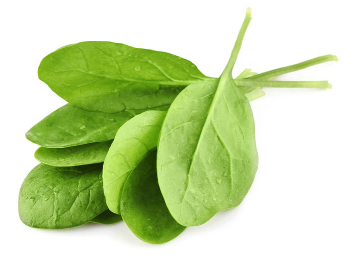 Spinach Seed: Giant Noble Spinach Seed Fresh Seed FREE Shipping