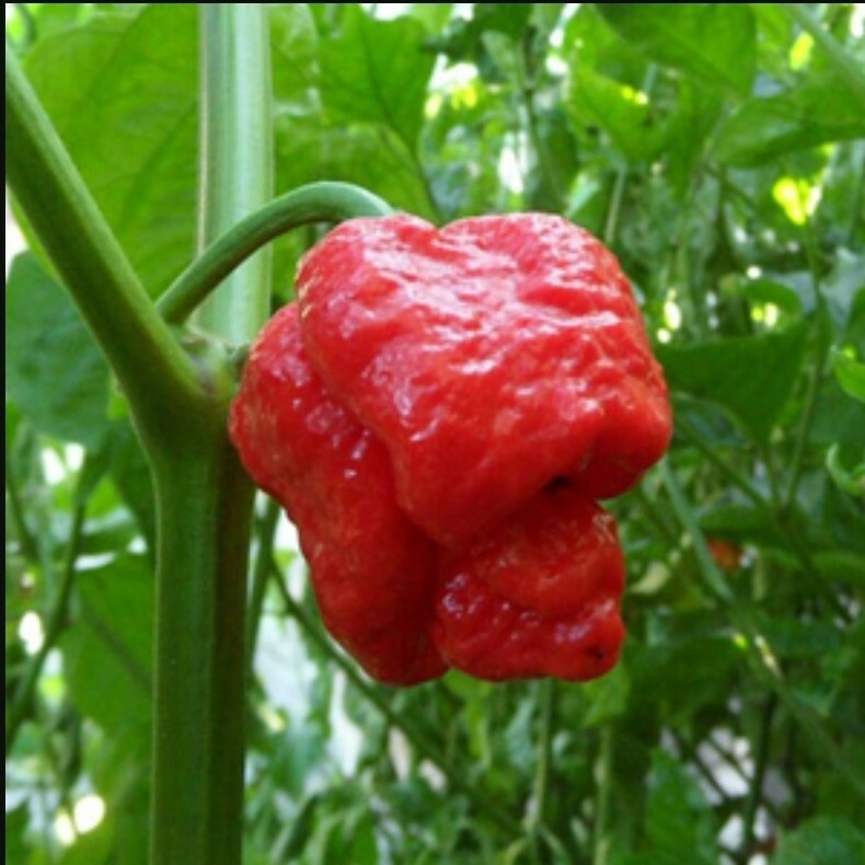 Trinidad Scorpion Red Moruga Seeds (20) Home Grown in Oregon – Organic