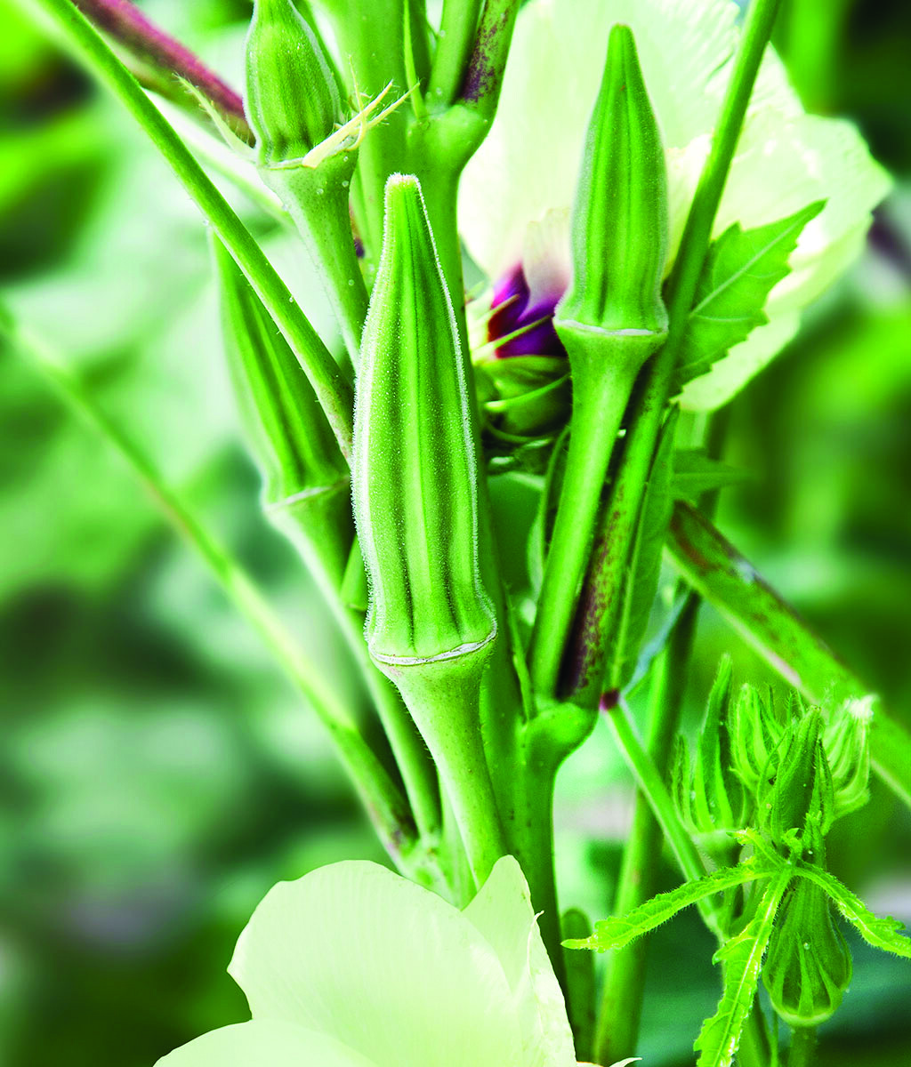 Okra Clemson Spineless Heirloom 50 Seeds Garden Planting Non-GMO