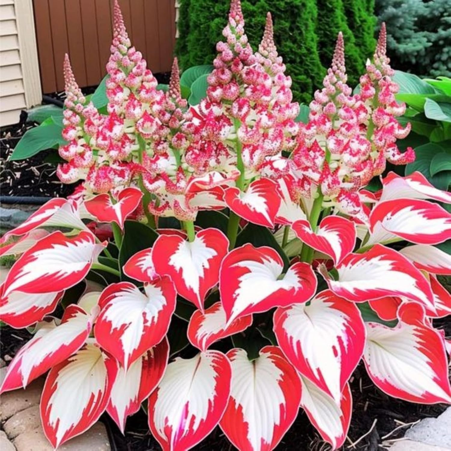 GMO-Free Hosta Seeds – 200+ Heart-Shaped, Vibrant Foliage for Outdoor Elegance